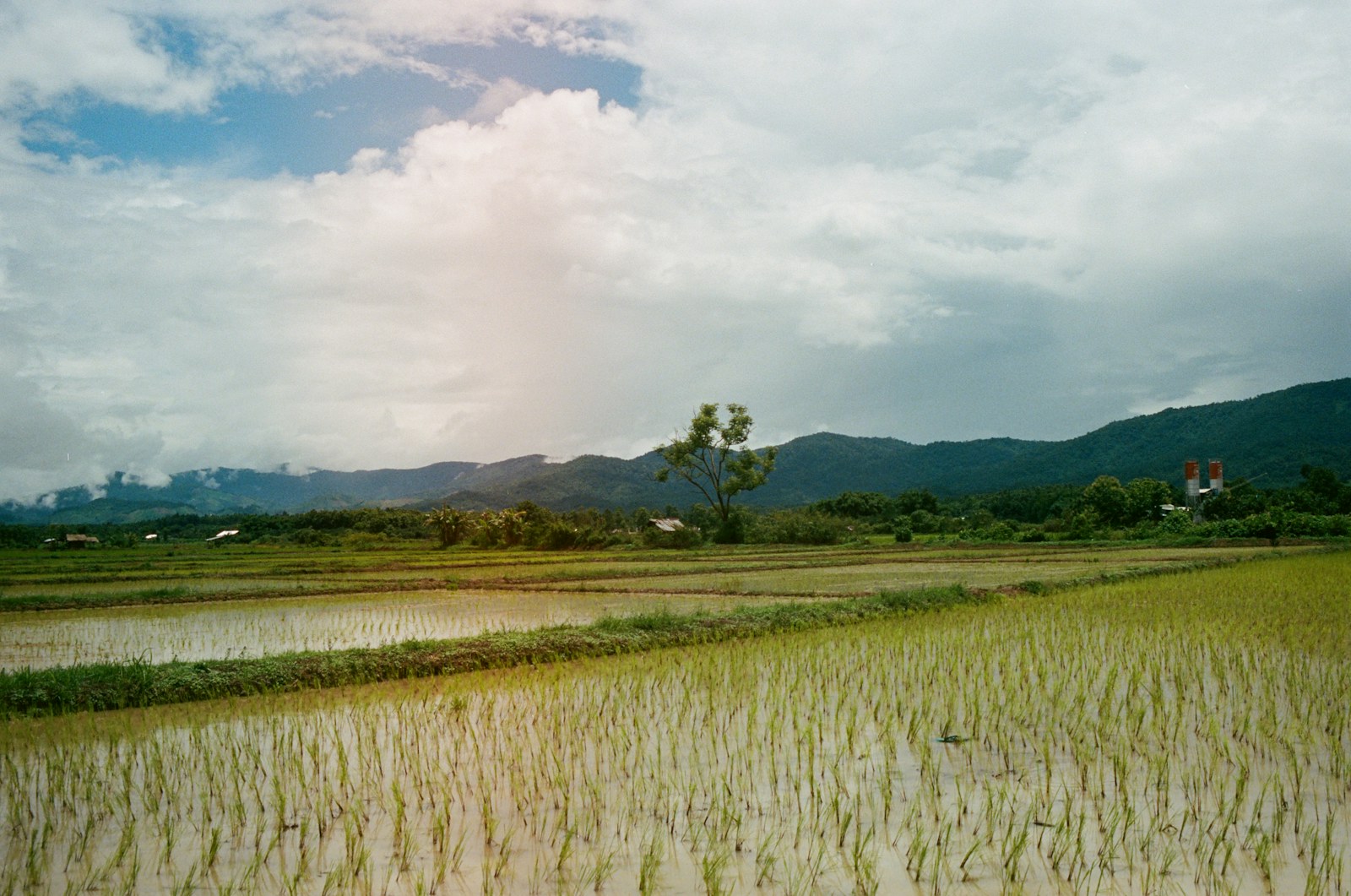 Chiang Mai car rental with driver countryside rice field stop