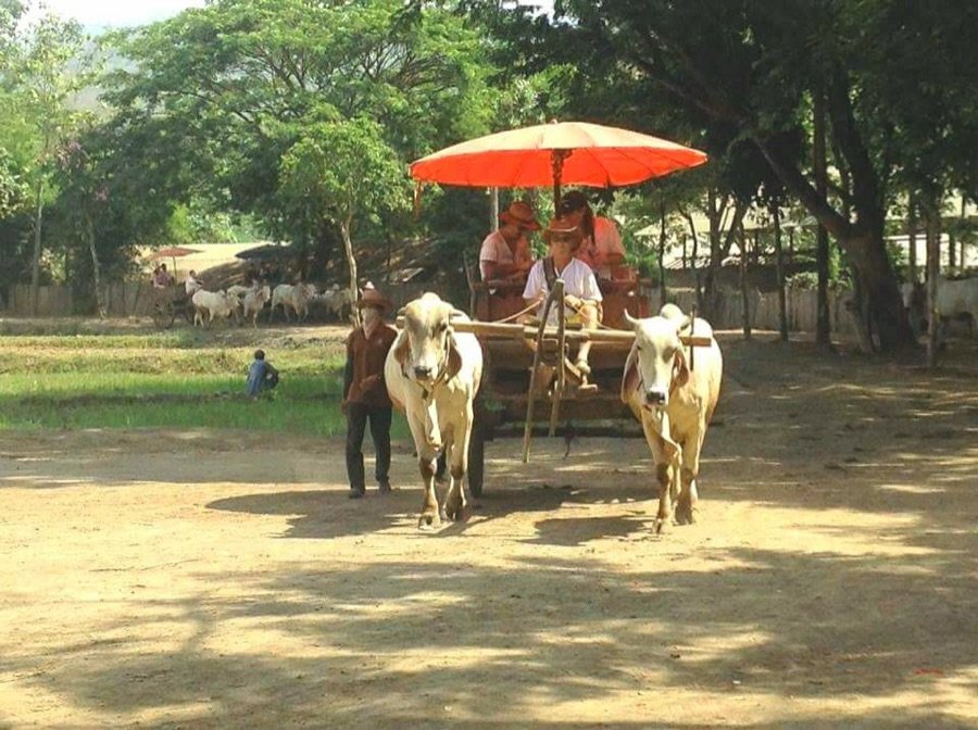 Traditional horse carriage tour stop
