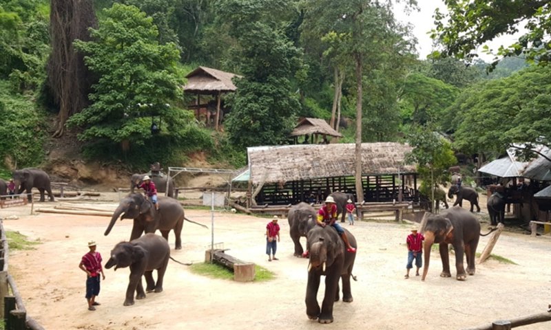 Private Tour Mae Rim Attraction: Mae Rim has many tourist attractions to driving you for a day trip with Chiang Mai private driver